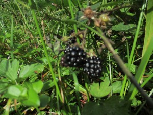 IMG_0225
